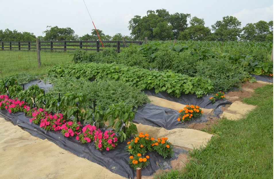 Gracepoint community garden